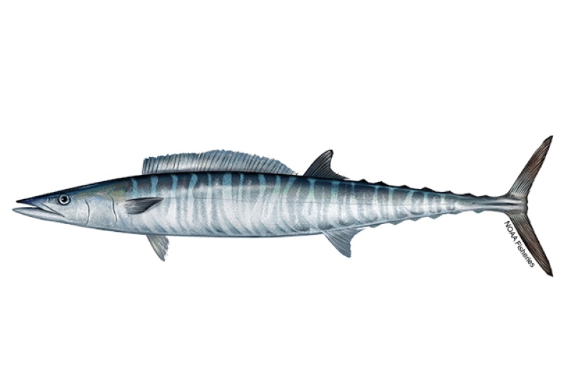Wahoo (Acanthocybium solandri) illustration showing the long steel-blue body crossed by dark vertical bars