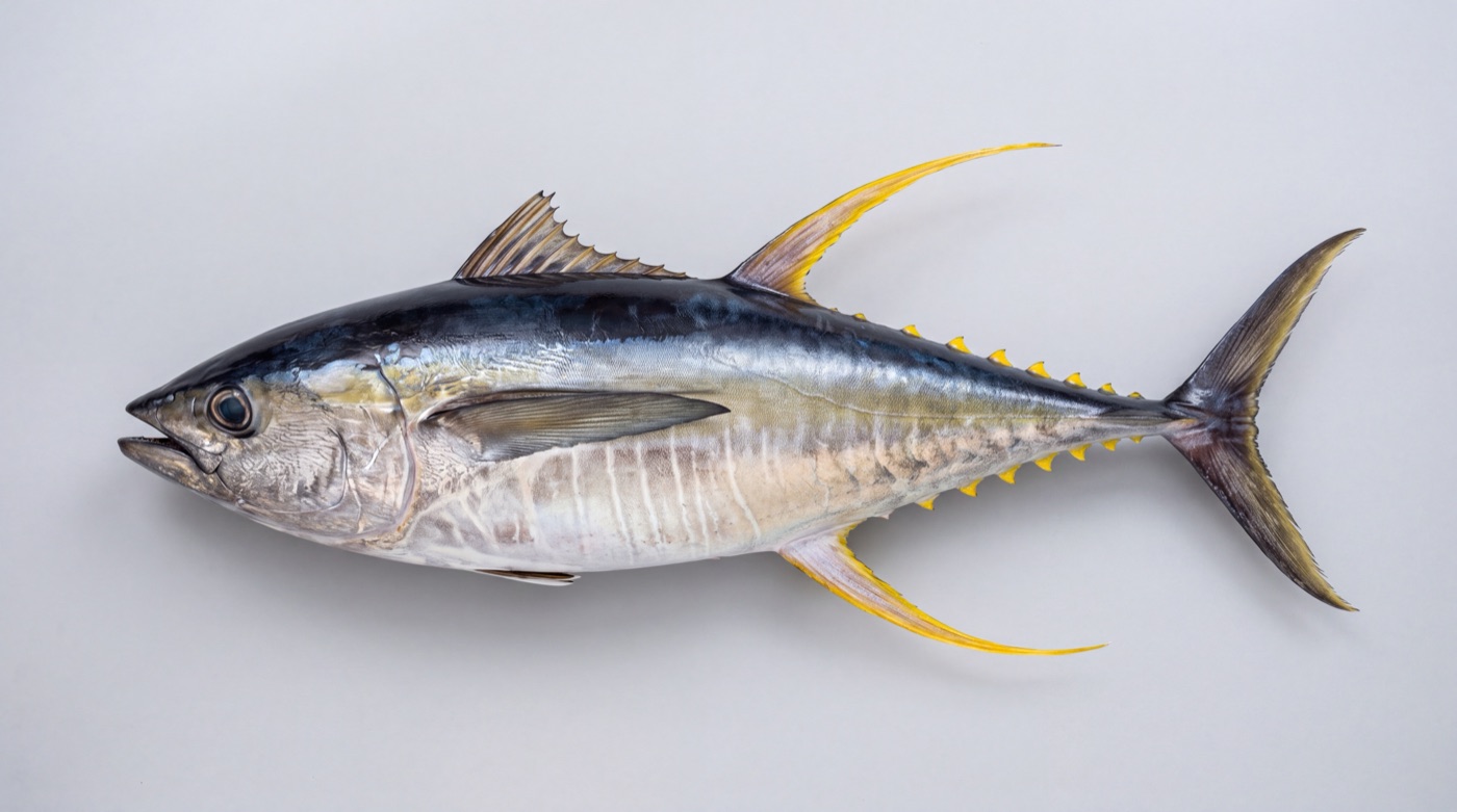 Yellowfin tuna (Thunnus albacares) showing the long trailing second dorsal and anal fins and bright yellow black-edged finlets